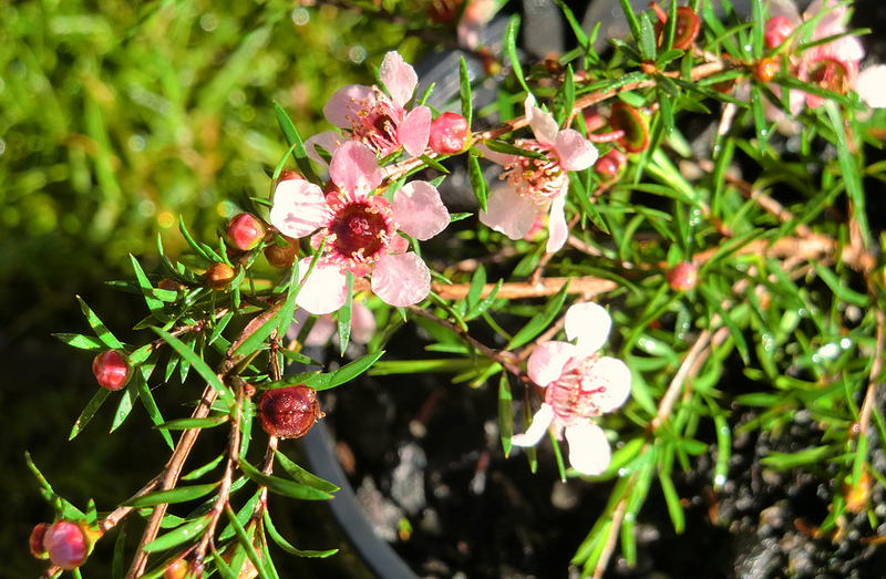 Melaleuca Nursery | 50 Pearsalls Rd, Inverloch VIC 3996, Australia | Phone: (03) 5674 1014