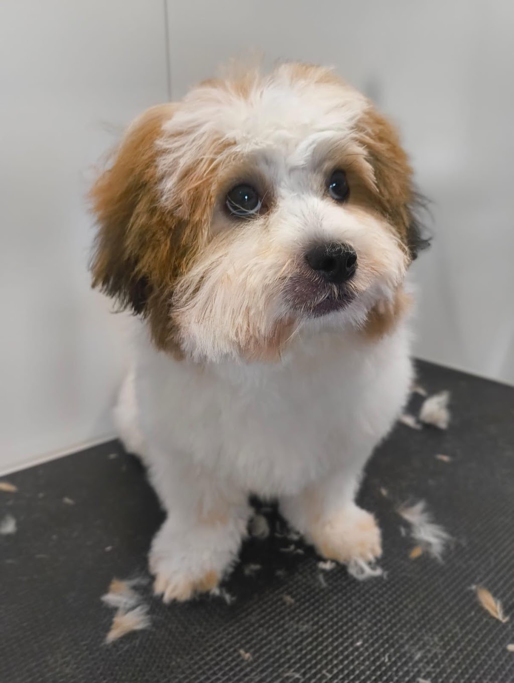 Fur Sure Grooming | 42A Selems Parade, Revesby NSW 2212, Australia | Phone: 0433 882 633