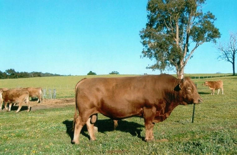 Belle Cattle Company | 90 Grand Ridge Rd, Seaview VIC 3821, Australia | Phone: 0422 800 988 Belle Cattle Company | 90 Grand Ridge Rd, Seaview VIC 3821, Australia | Phone: 0422 800 988