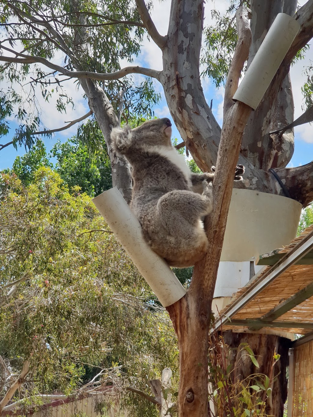 Giant Koala | travel agency | 5829 Western Hwy, Dadswells Bridge VIC 3385, Australia | 0353595230 OR +61 3 5359 5230