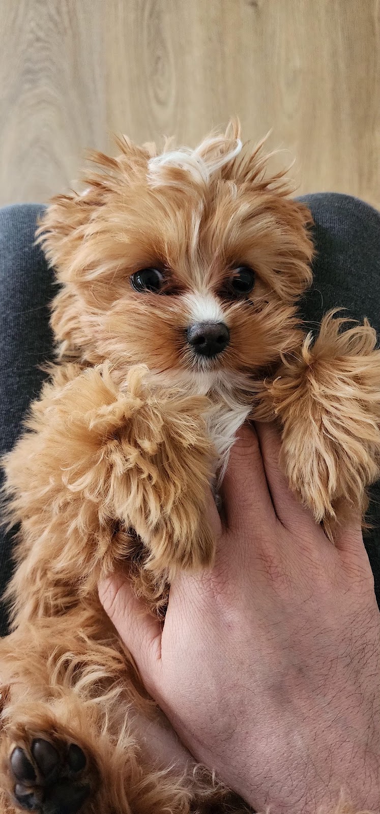 Rovers Run Puppies | 114-116 Smiths Ln, Pearcedale VIC 3912, Australia | Phone: 0493 135 429