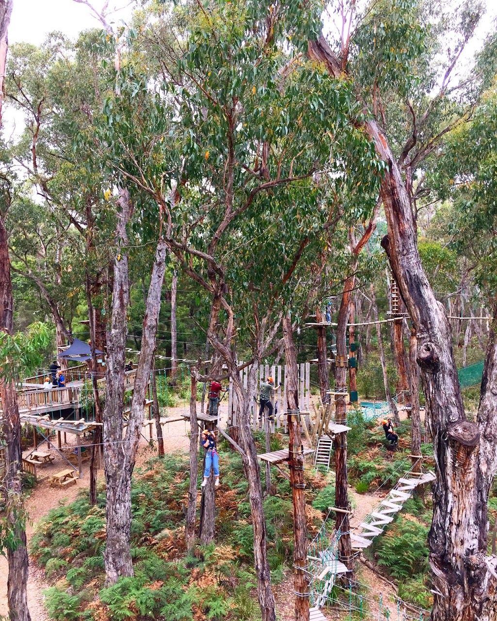 Trees Adventure - Yeodene Park | tourist attraction | 70 Possum Ridge Rd, Yeodene VIC 3249, Australia | 0352334696 OR +61 3 5233 4696
