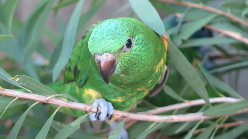 Boutique Birds | Spring Ln, Caboolture QLD 4510, Australia | Phone: 0487 666 110