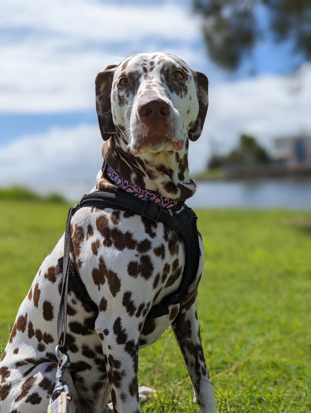 The K9 Clan (formerly Many Paws Redland) |  | Marjorie Buckler Ave, Redland Bay QLD 4165, Australia | 0424187844 OR +61 424 187 844