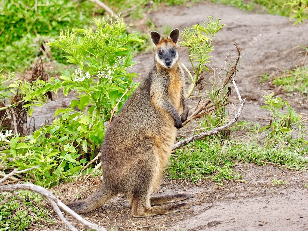 Swan Lake Trail | park | Unnamed Road, Ventnor VIC 3922, Australia