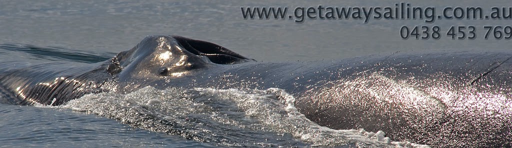 Whale Watching Gold Coast Getaway Sailing | travel agency | 247 Bayview St, Runaway Bay QLD 4216, Australia | 0438453769 OR +61 438 453 769