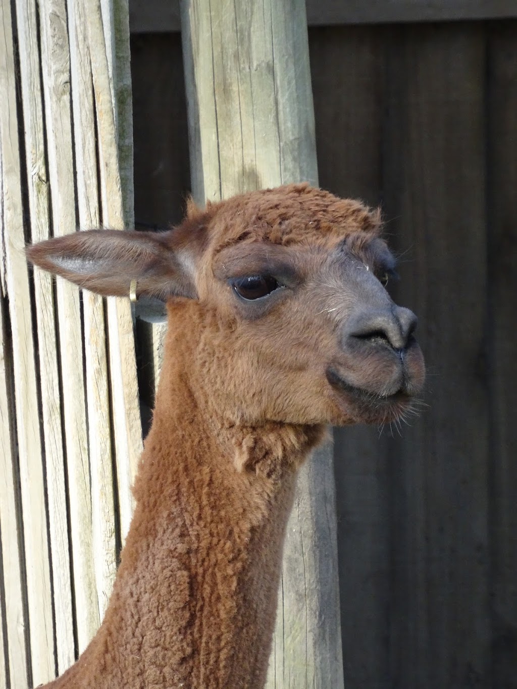 Alpaca Ridge Farmstay B&B | 16 Cornelius Cres, Healesville VIC 3777, Australia | Phone: (03) 5962 3935