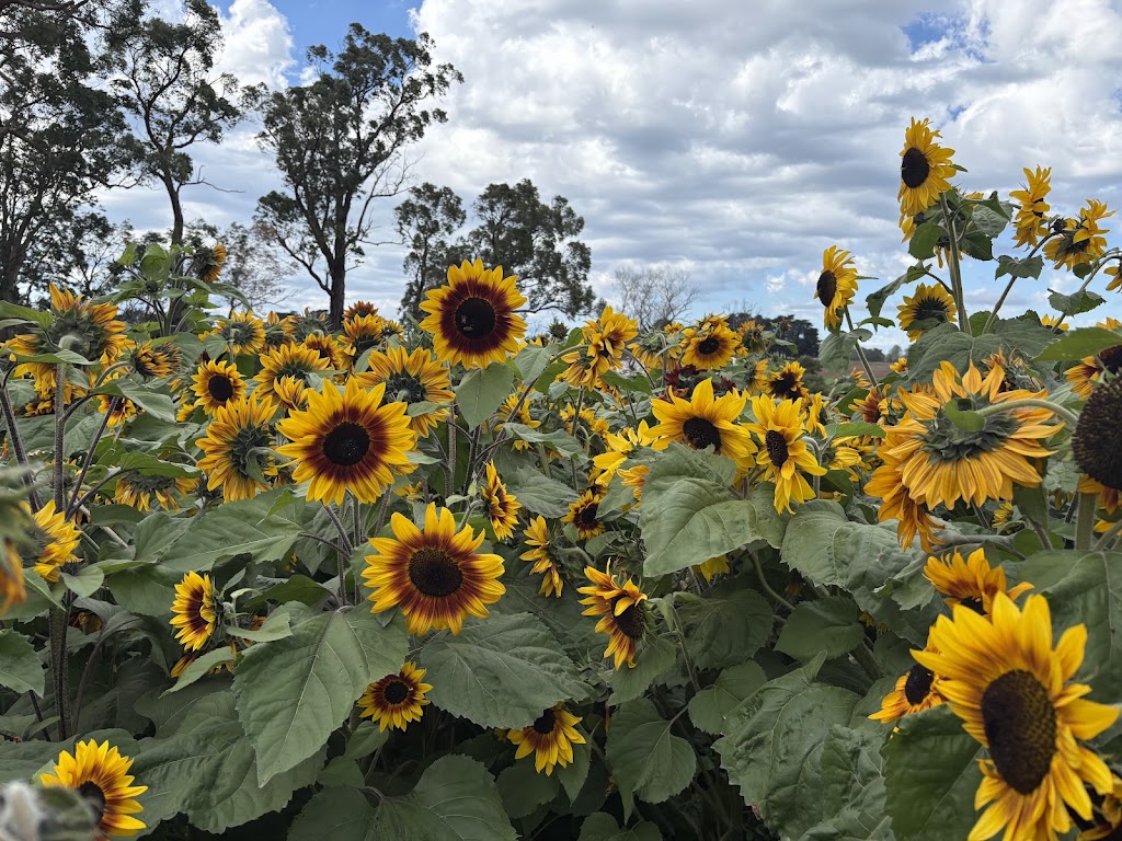 Tesselaar Kabloom Festival | 357 Monbulk Rd, Silvan VIC 3795, Australia | Phone: (03) 9737 7722