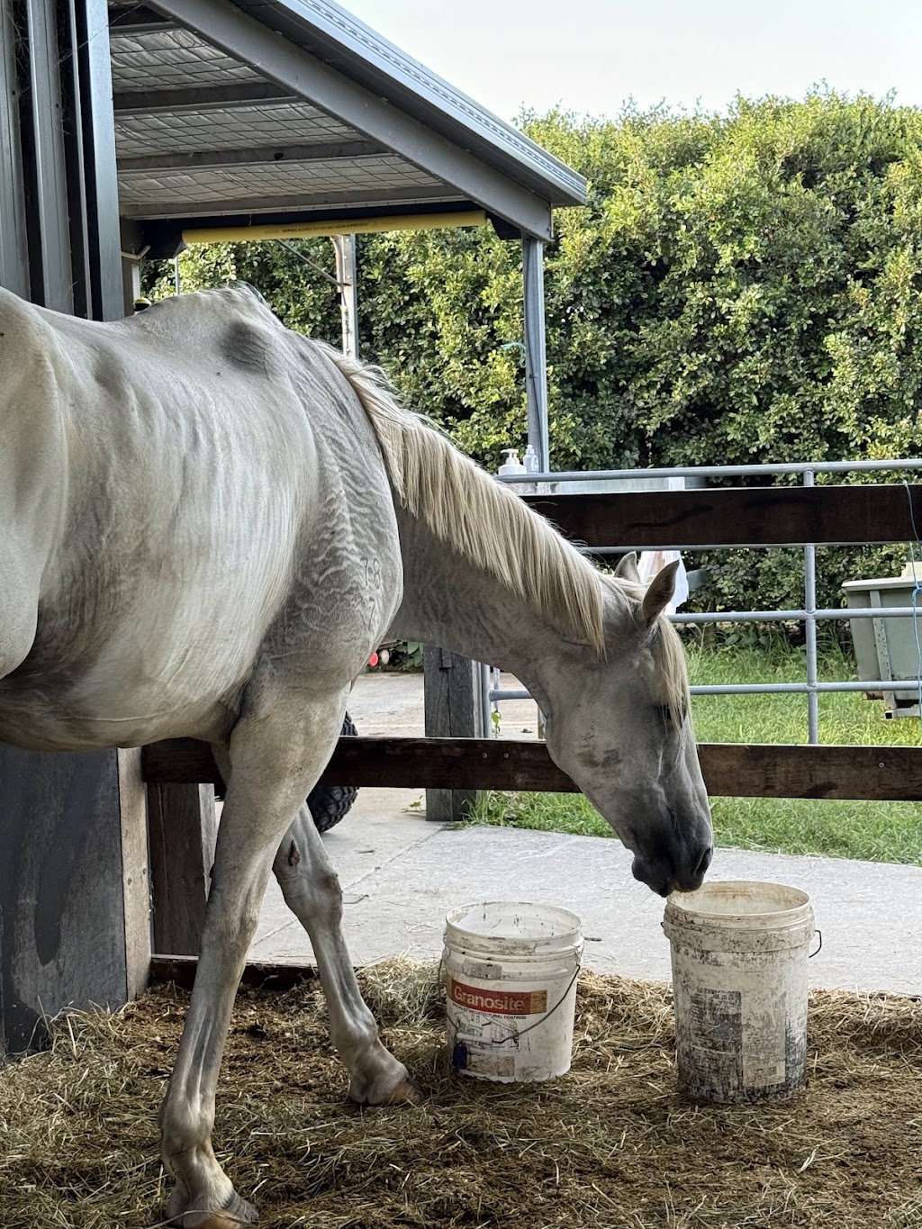 The Royal Palm Equine | 2450 Beaudesert Nerang Rd, Canungra QLD 4275, Australia | Phone: 0466 688 934