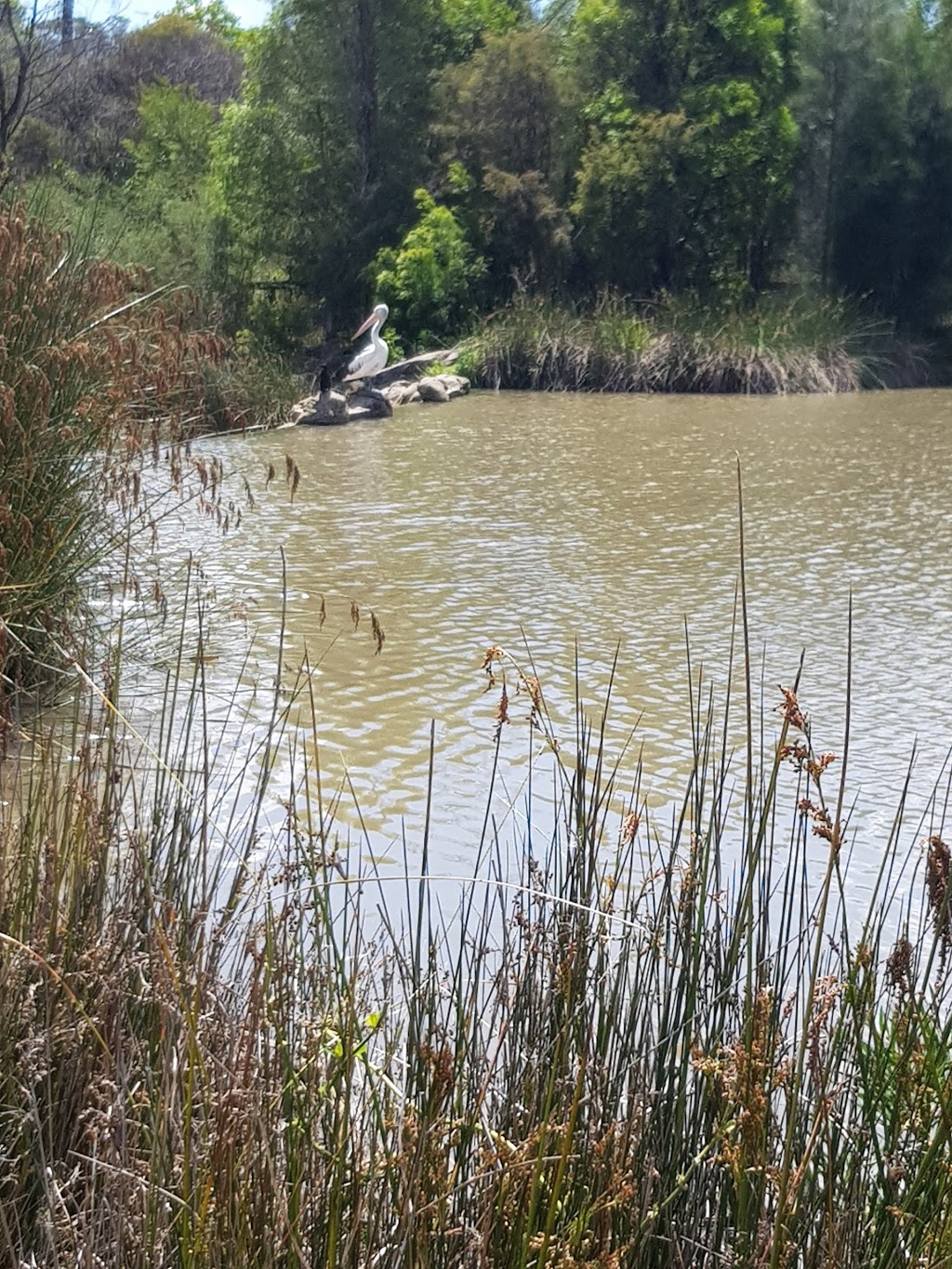 Blue Hills Wetland | park | Blue Hills Dr, Glenmore Park NSW 2745, Australia