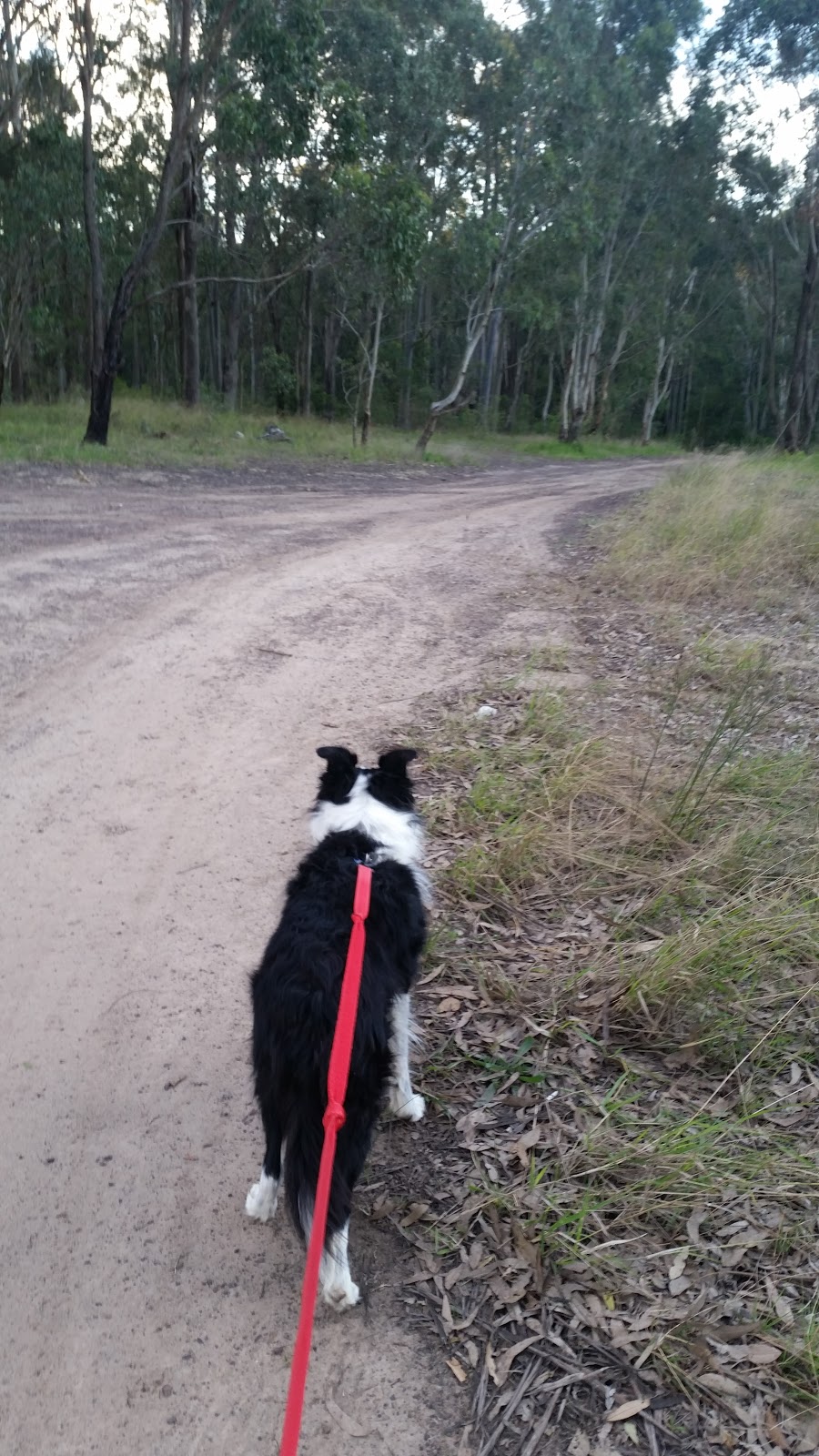 Thornton Dog Off-Leash Area | park | Thornton NSW 2322, Australia