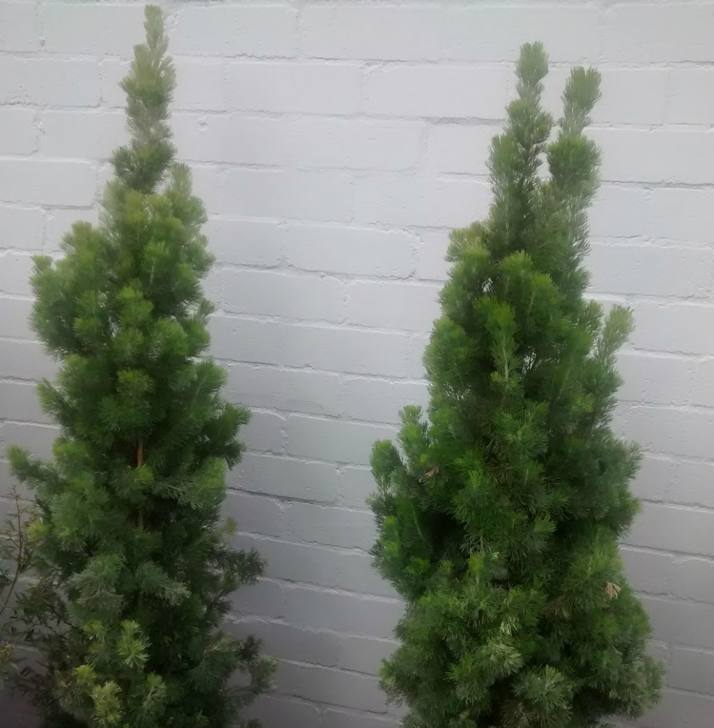 Hornsby Heights Plants | store | 202 Somerville Rd, Hornsby Heights NSW 2077, Australia | 0294762541 OR +61 2 9476 2541