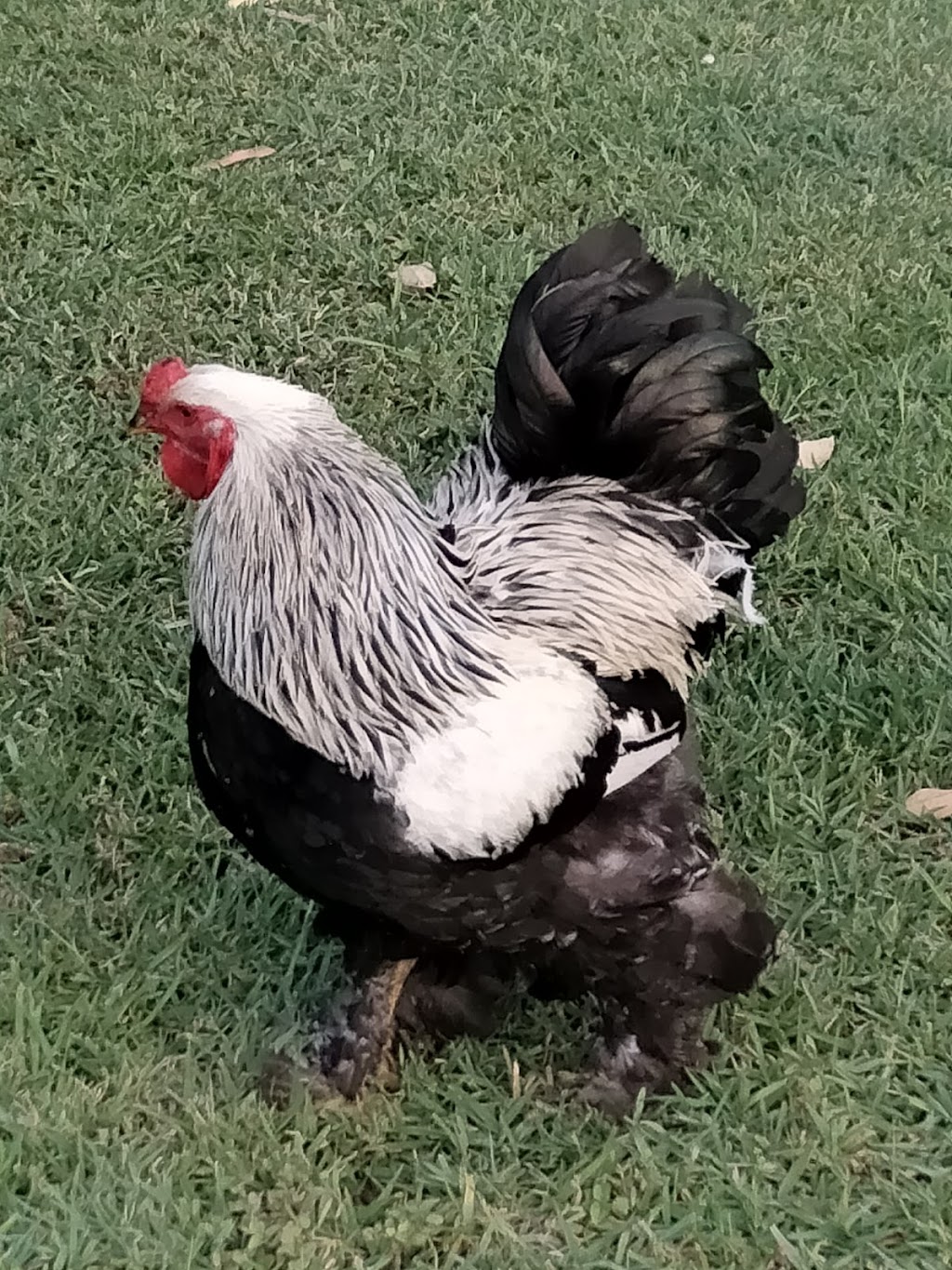 Goldhayven Farm | 74 Danyenah St, Loganholme QLD 4129, Australia | Phone: 0411 571 542