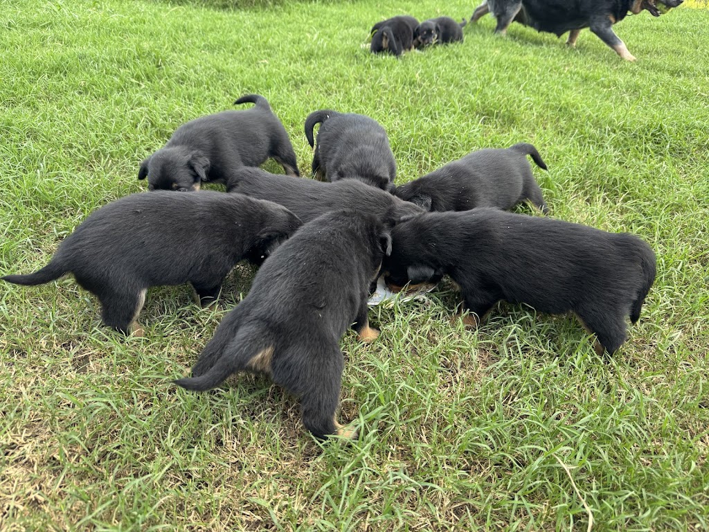 MaiFarmAustralia | 22 Old Laidley Forest Hill Rd, Laidley North QLD 4341, Australia | Phone: 0451 163 075