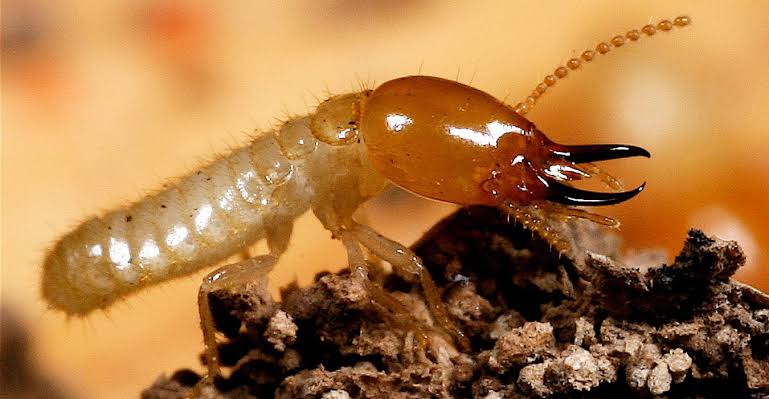 Fast Termite Control Cranbourne | 1 Rose Ln, Cranbourne VIC 3977, Australia