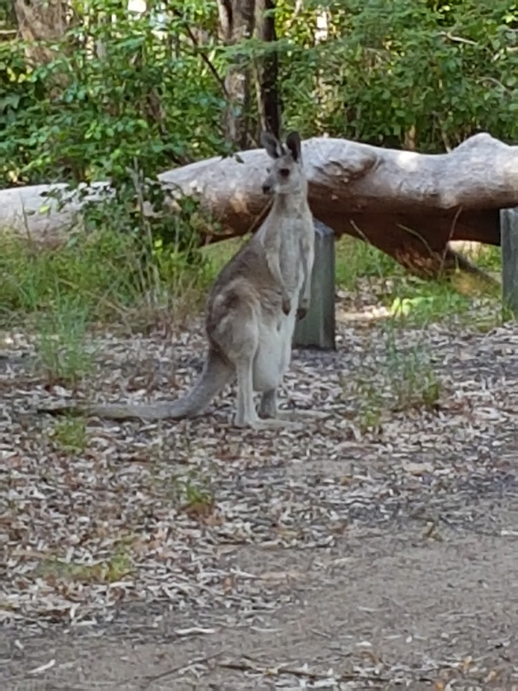 Eurimbula Creek Campground | 574 Captain Cook Dr, Seventeen Seventy QLD 4677, Australia | Phone: 13 74 68