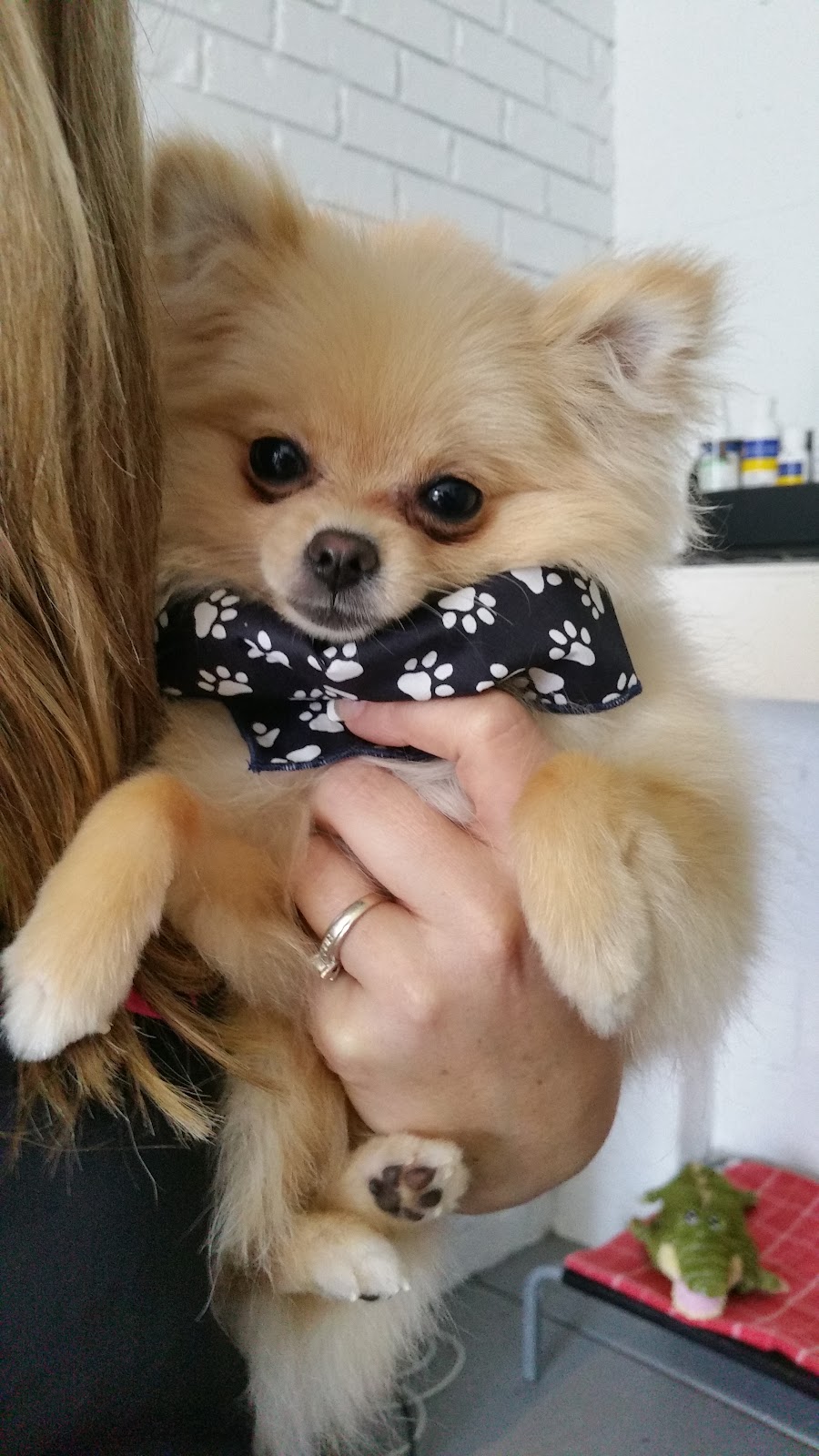 Salty Paws Burleigh | 3 Coleto Cres, Burleigh Waters QLD 4220, Australia | Phone: 0402 192 773