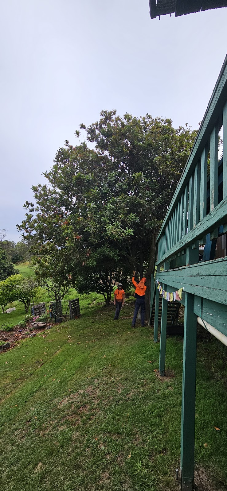 Outlook Tree Solutions | 125 Larrys Mountain Rd, Moruya NSW 2537, Australia | Phone: 0428 118 425