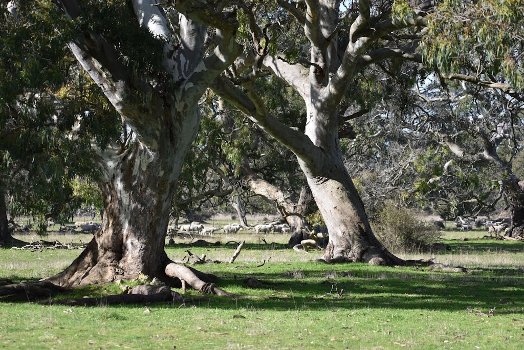 Deadwood Farm | Box 311 Robe 5276, Baxters Hill Rd, Mount Benson SA 5276, Australia | Phone: 0427 682 778