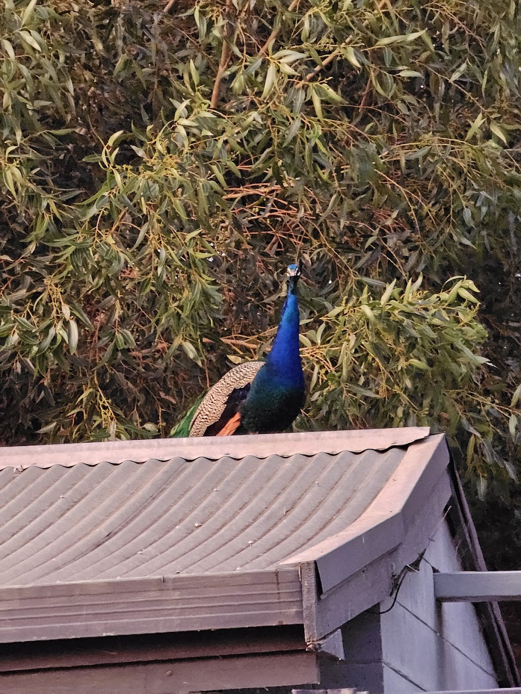 Big4 Swan Hill Pioneer City Tourist Park | Swan Hill VIC 3585, Australia | Phone: (03) 5032 4372