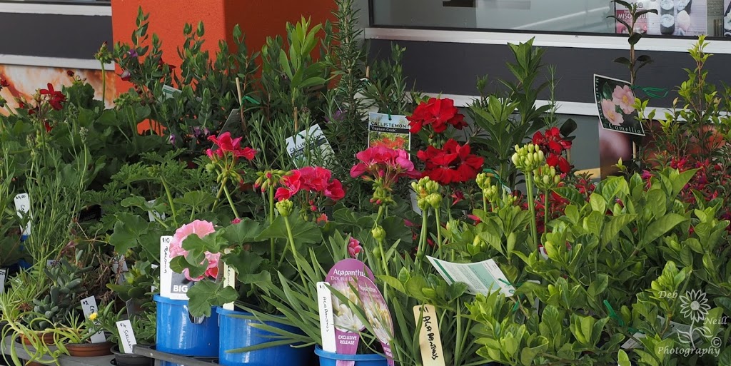Grow Plant Nursery & Garden Centre | store | 17 First Ave, Bongaree QLD 4507, Australia | 0734084188 OR +61 7 3408 4188