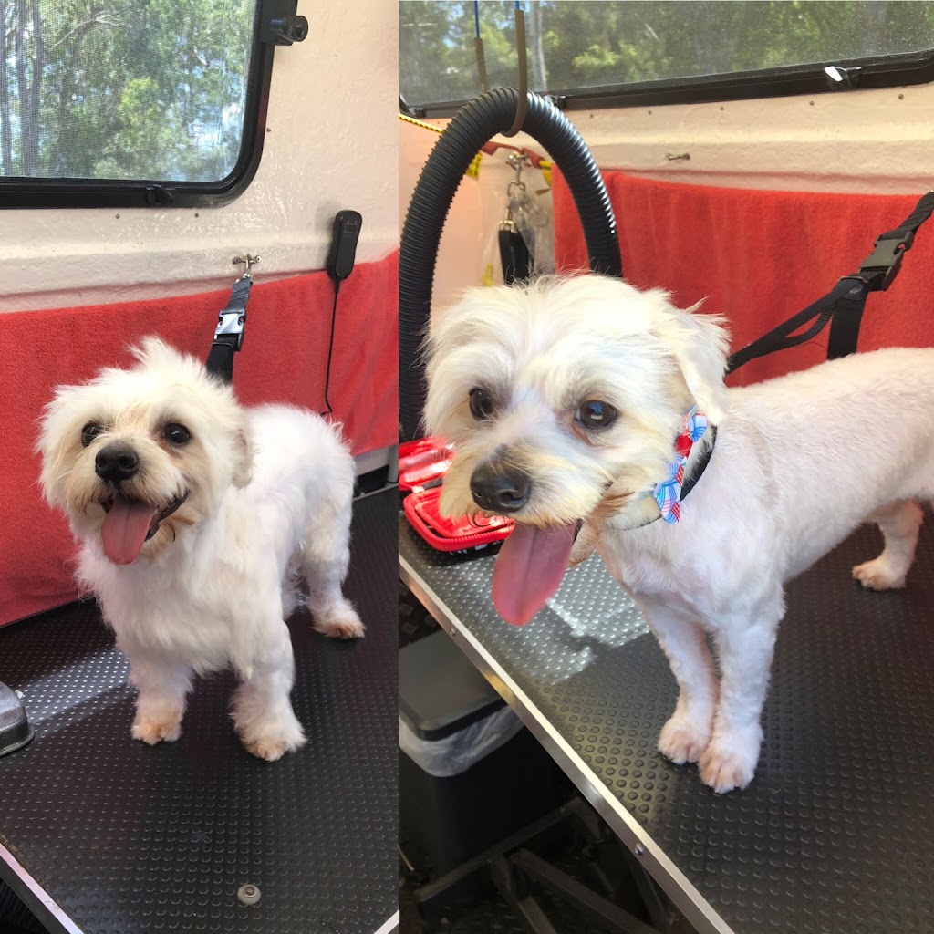 Elite Dog & Cat Grooming | Hibiscus Shopping Centre IGA Centre, 44 Downie Ave, Bucasia QLD 4750, Australia | Phone: 0473 417 513