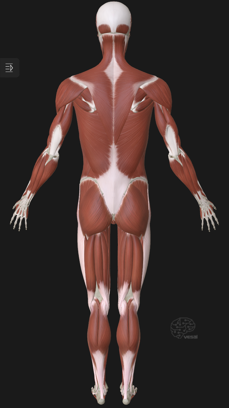 Mobile Massage Daylesford | Mineral Springs Reserve Rd, Hepburn Springs VIC 3460, Australia | Phone: 0493 701 989