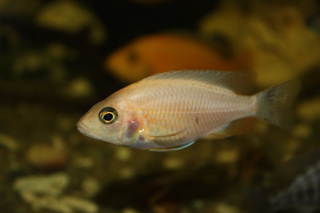 Coffs Coast Aquarium Maintenance | 51a Old Bucca Rd, Moonee Beach NSW 2450, Australia | Phone: 0435 533 387