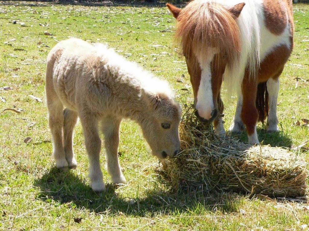 Beltona Miniature Horse & Pony Stud | food | 21 Mulhalls Rd, Macclesfield VIC 3782, Australia | 0422595675 OR +61 422 595 675