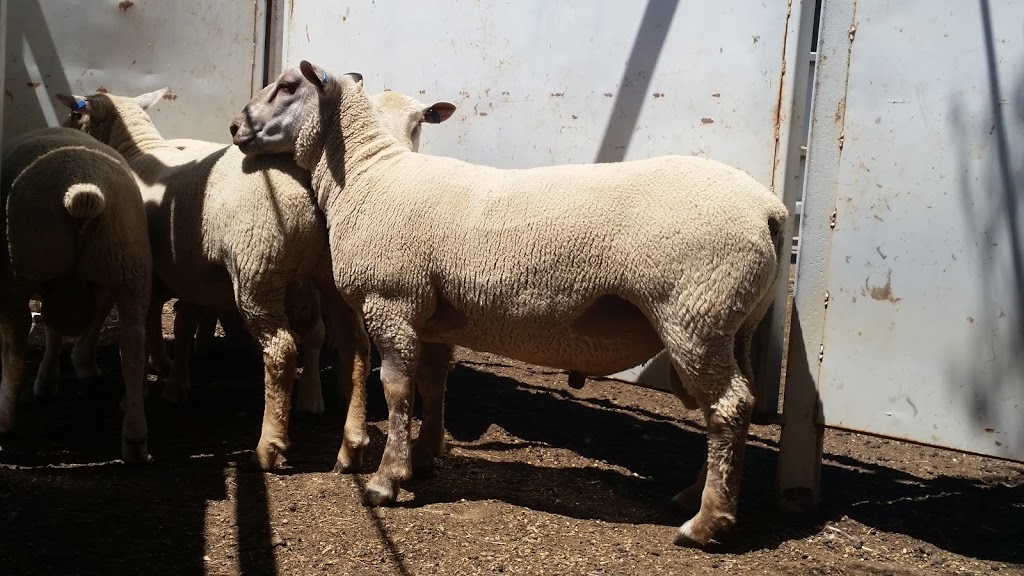 Vortex White Suffolk & Charollais Stud | 1093 Benalla-Yarrawonga Rd, Goorambat VIC 3725, Australia | Phone: 0437 684 786