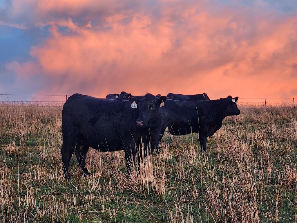 Rosemount Pastoral Newbridge | 137 Bundaleer Rd, Newbridge NSW 2795, Australia | Phone: 0429 900 882