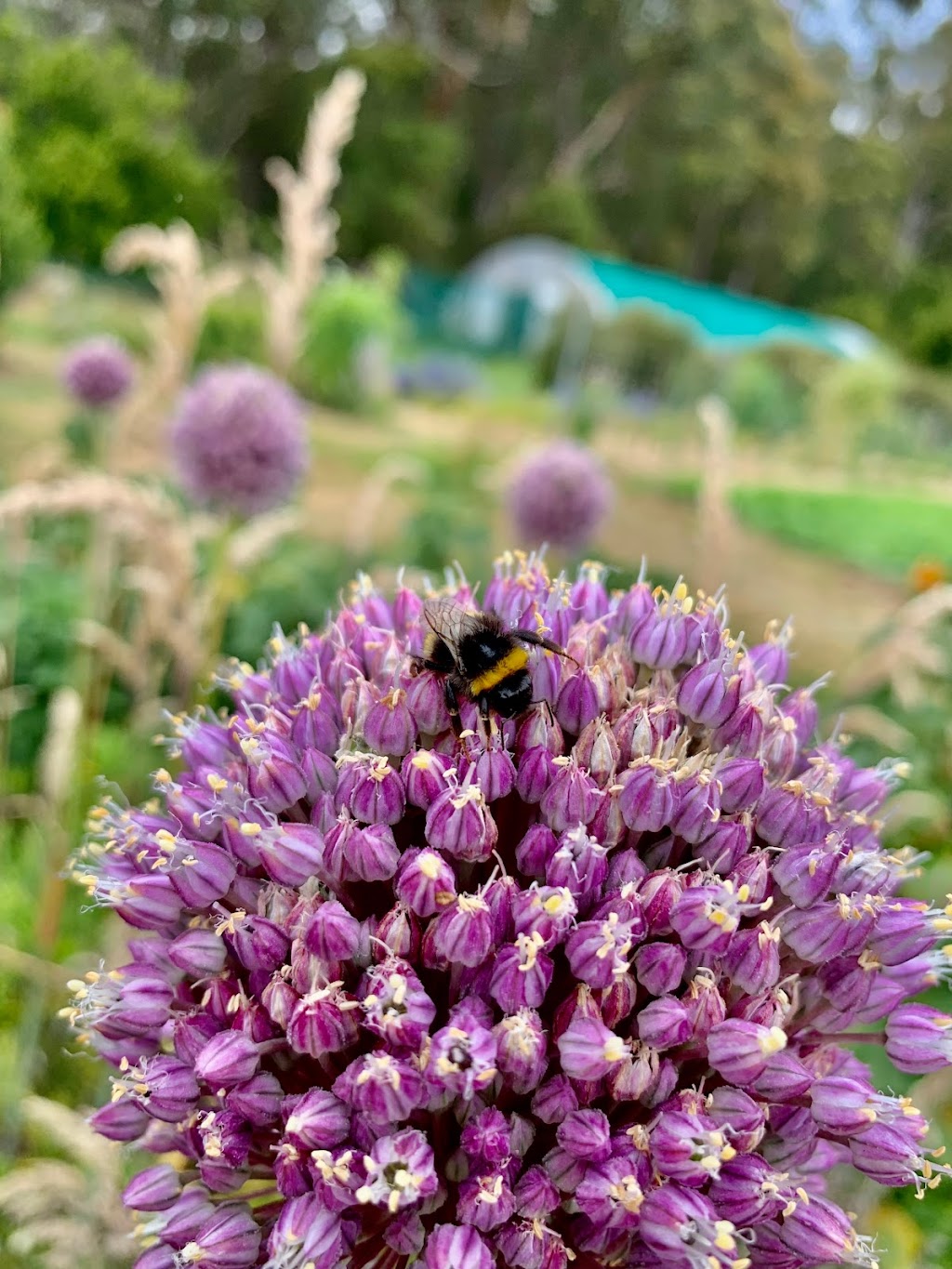 Five Bob Farm | 3866 Channel Hwy, Birchs Bay TAS 7162, Australia | Phone: 0407 781 600