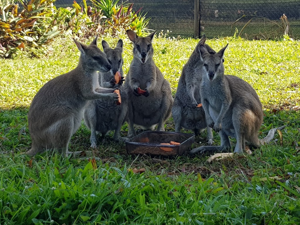 Wild Woman Wildlife Rescue - Cassowary Coast Wildlife Carer | Senko Rd, Silky Oak QLD 4854, Australia | Phone: 0474 205 500