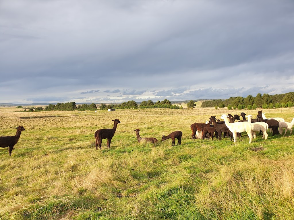 Giaginye Alpacas | 168 Cockatoo Rd, Yalbraith NSW 2580, Australia | Phone: 0419 250 928