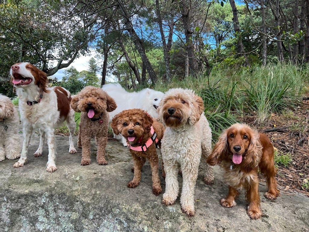 Doggie Walkies Sydney Kingsford | 54A Leonard Ave, Kingsford NSW 2032, Australia | Phone: 0456 431 982