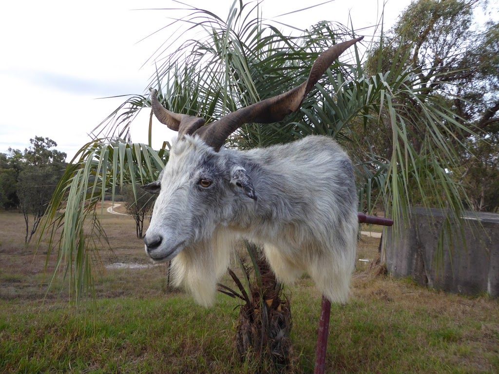 Red Fox Taxidermy | Sugarloaf Rd, Stanthorpe QLD 4380, Australia | Phone: 0438 176 169