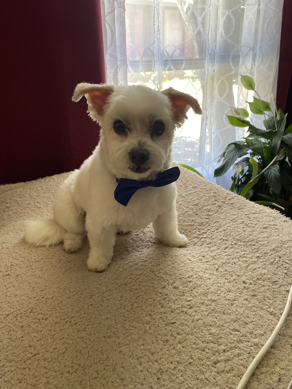 Pawsome pooches grooming service | 123 Pacific St, Corindi Beach NSW 2456, Australia | Phone: 0428 938 459