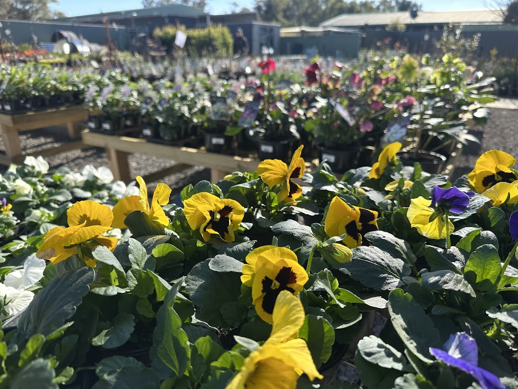 Rodilesa Nursery Rochester | 6525 Northern Hwy, Rochester VIC 3561, Australia | Phone: (03) 4320 0802