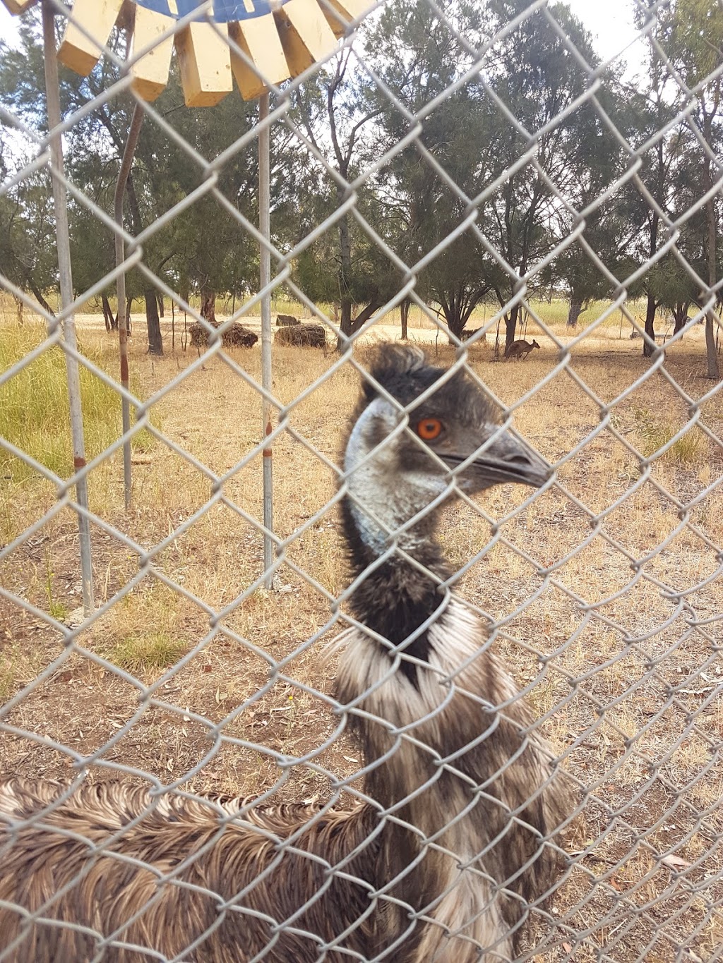 Fauna Park, Kaniva | Commercial St W, Kaniva VIC 3419, Australia | Phone: (03) 5392 7700