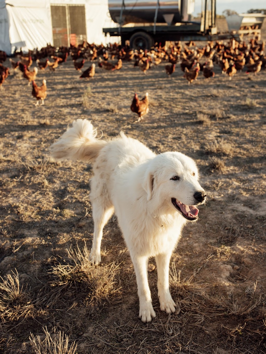 Murrumbidgee Farms | Judds Block, Carrathool NSW 2711, Australia | Phone: 0497 001 269