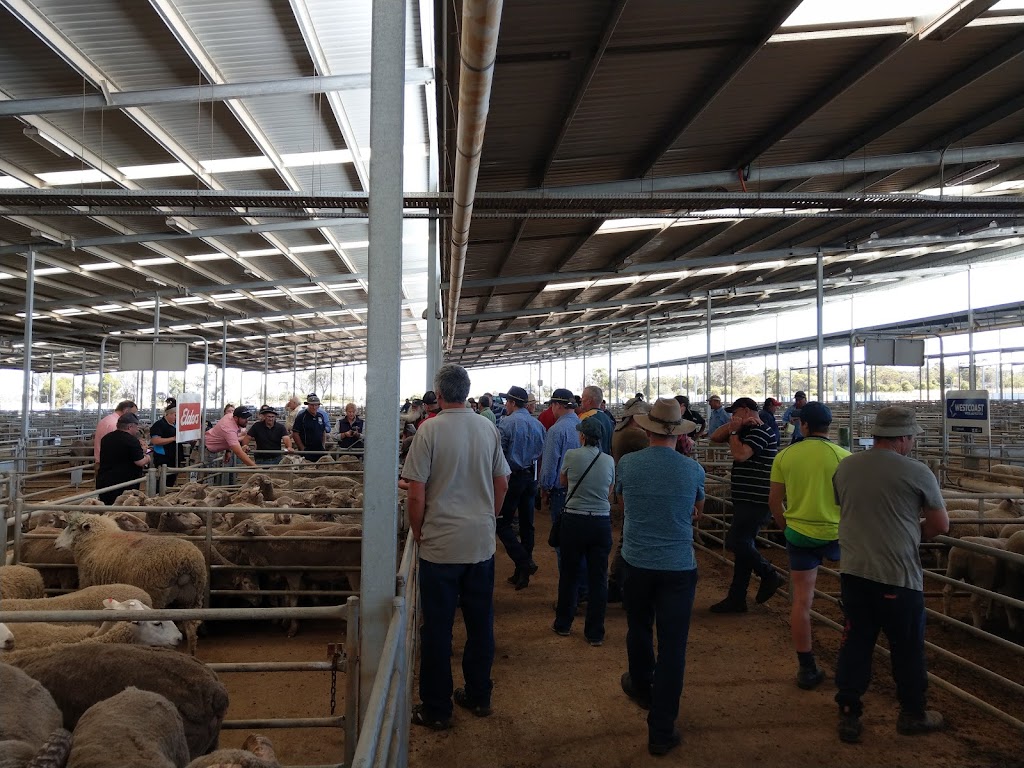 Katanning Sheep Saleyards |  | Katanning WA 6317, Australia | 0898219999 OR +61 8 9821 9999