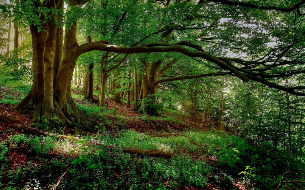 The Forbidden Forest | 93 Lloyd St, Dimboola VIC 3414, Australia | Phone: 0411 460 793