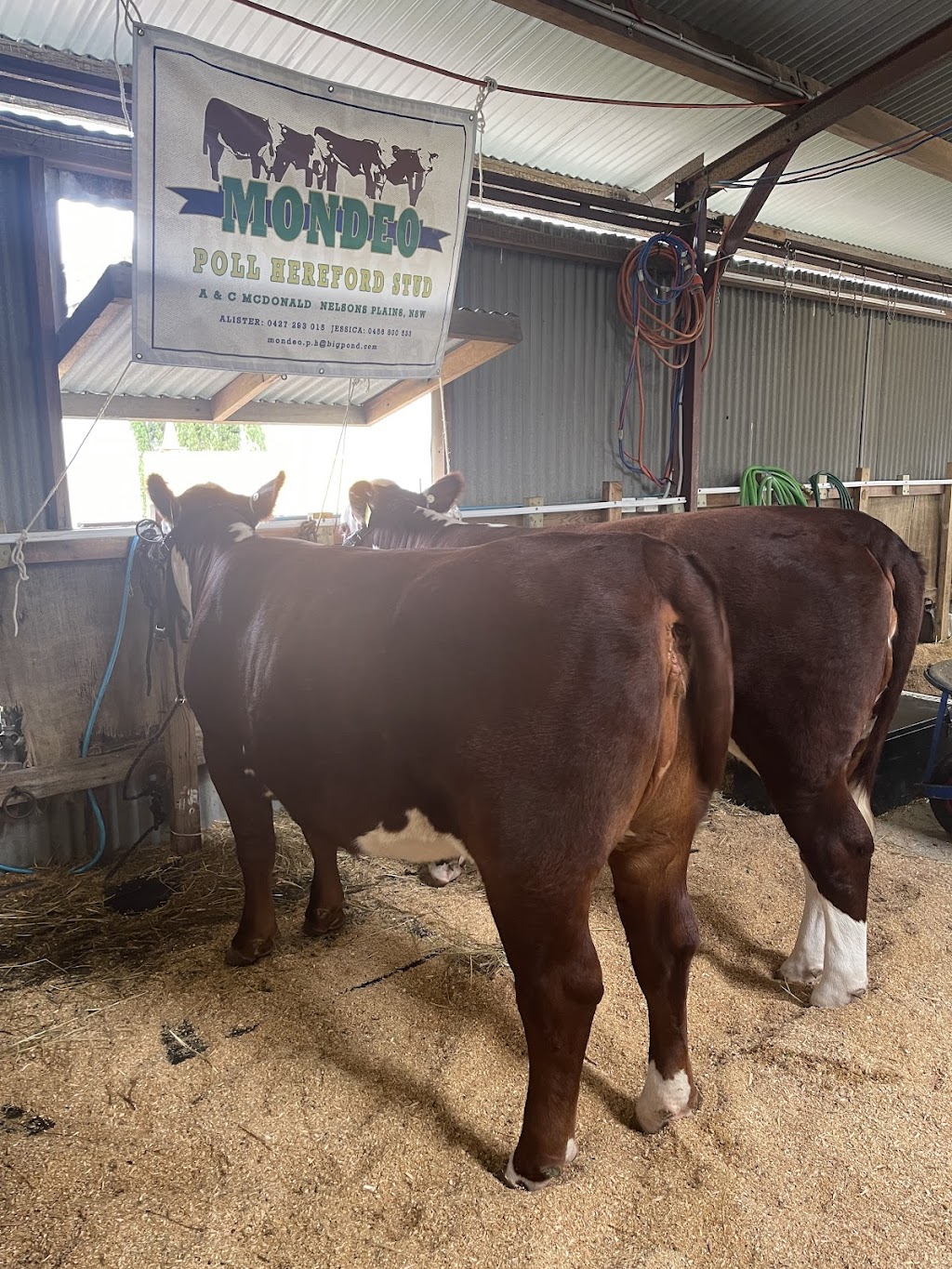 Newcastle Show | Brown Rd, Broadmeadow NSW 2292, Australia | Phone: (02) 4961 2085