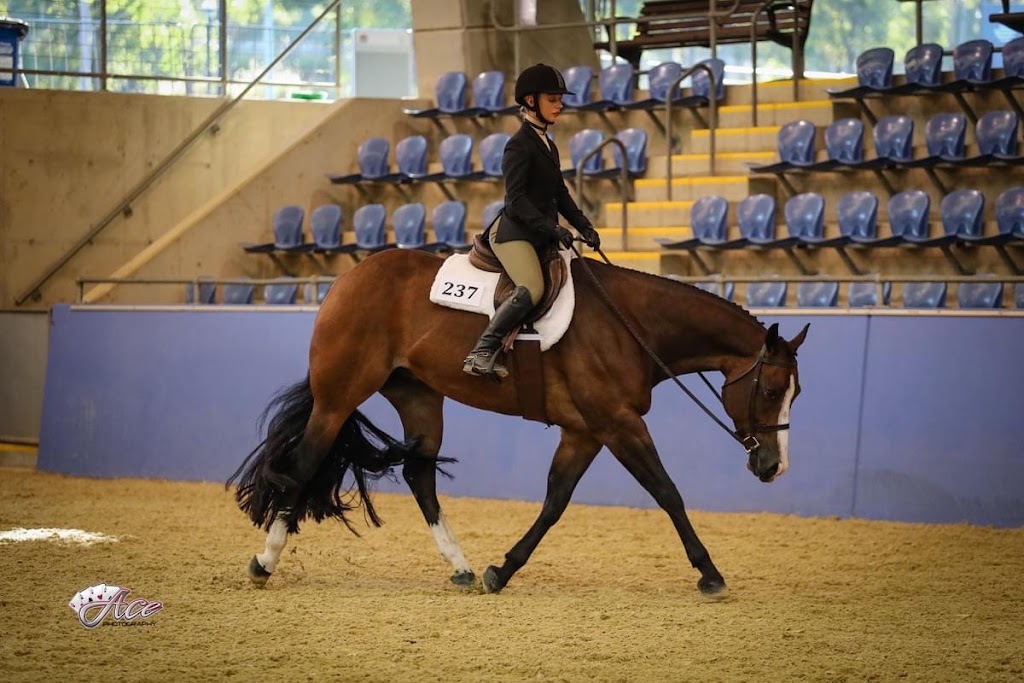 Boutique Show Horses | 251 Spring Flat S Ln, Spring Flat NSW 2850, Australia | Phone: 0428 550 615