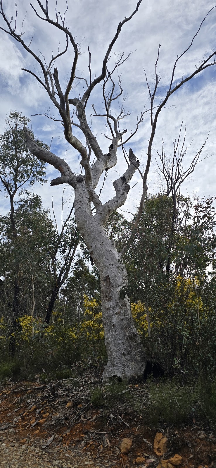 Lost City Walking Track Carpark | Lost City Walking Track, Marrangaroo NSW 2790, Australia | Phone: 1300 072 757