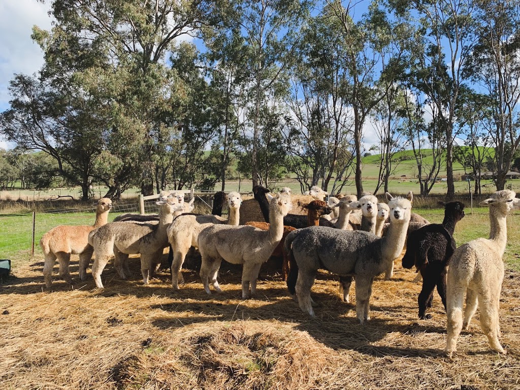 Moresby Farm Alpaca Stud |  | 5808 Melba Hwy, Yea VIC 3717, Australia | 0421472450 OR +61 421 472 450