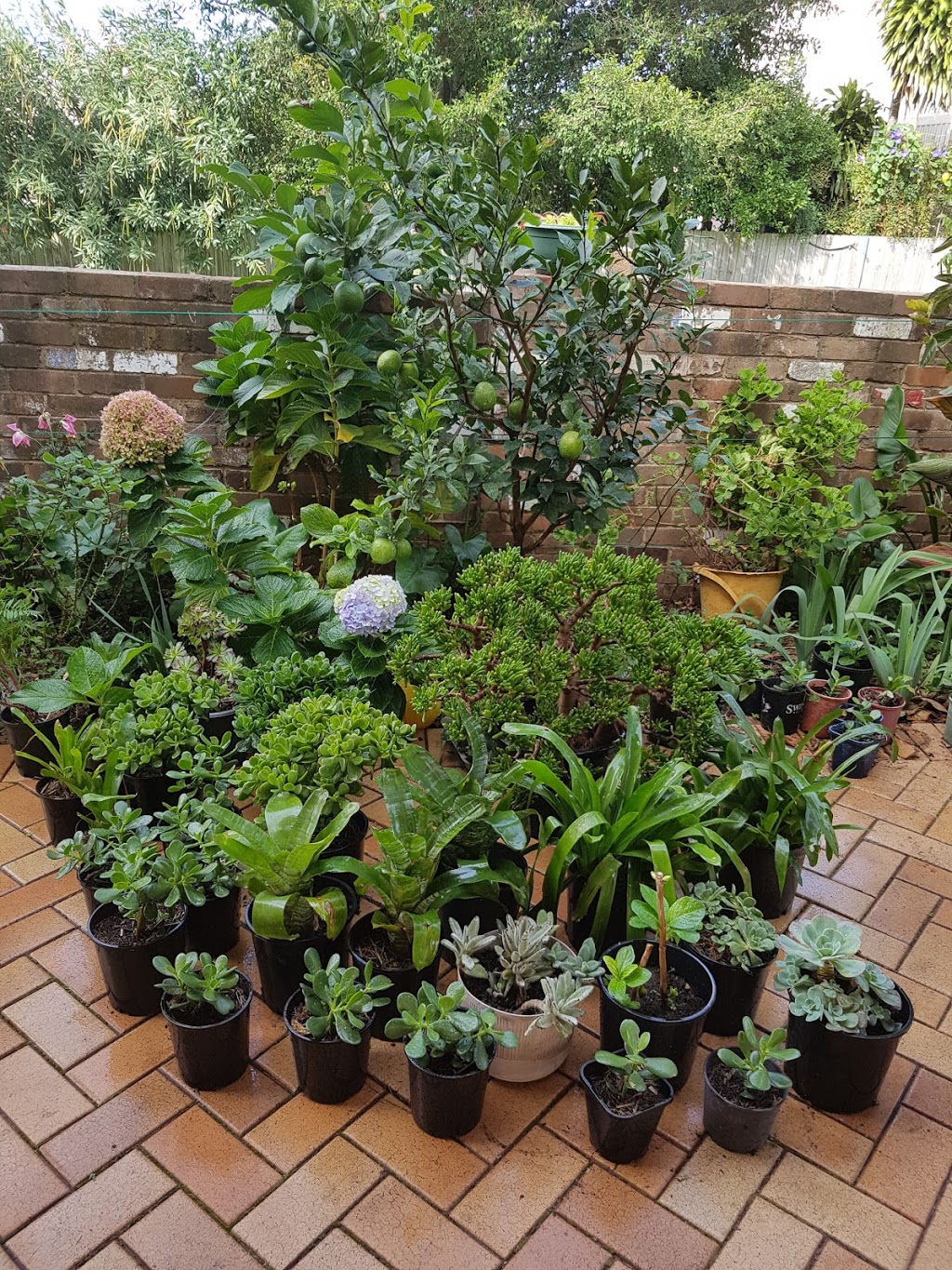 Julianas Organic Garden. | 3 Wickham St, Arncliffe NSW 2205, Australia | Phone: 0415 559 747