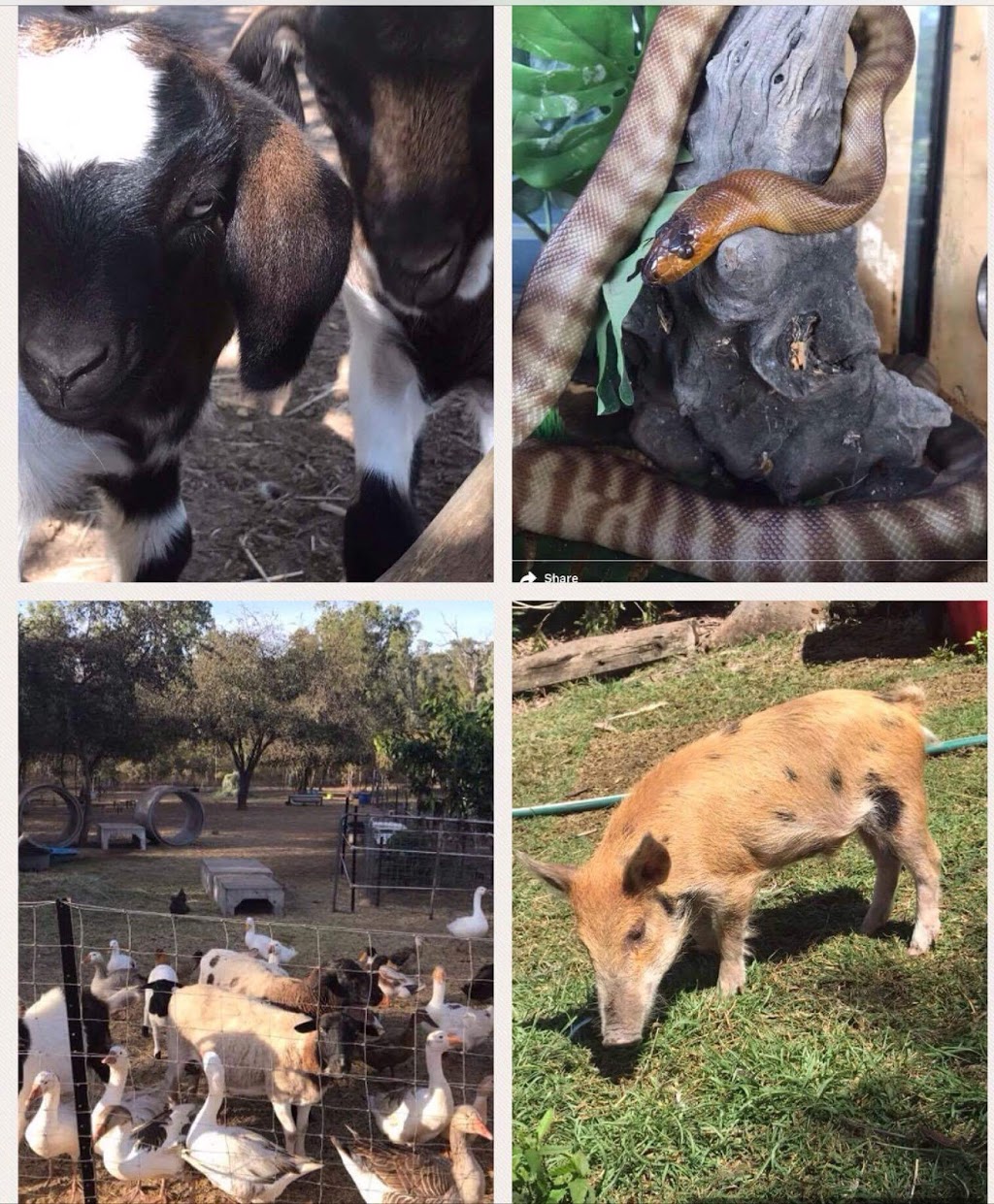 Michelle’s Ark Animal Rescue | park | 279 Chisholm Trail, Oak Valley QLD 4811, Australia | 0421716159 OR +61 421 716 159