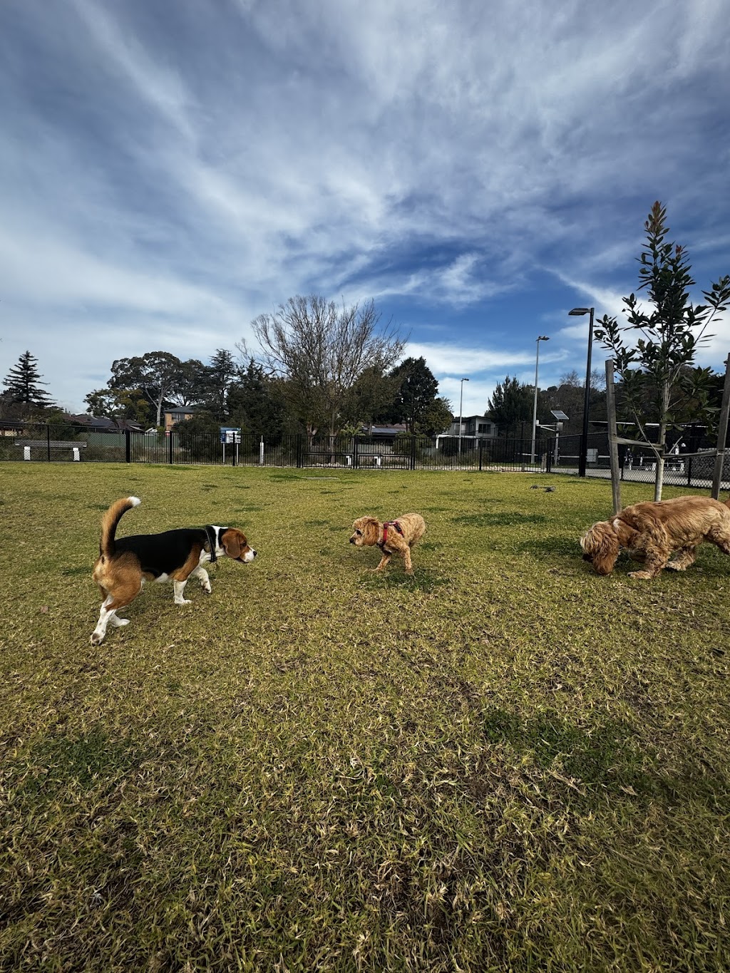 West Epping Park Dog Off-leash Area | 6 Grant Cl, Epping NSW 2121, Australia | Phone: 1300 617 058