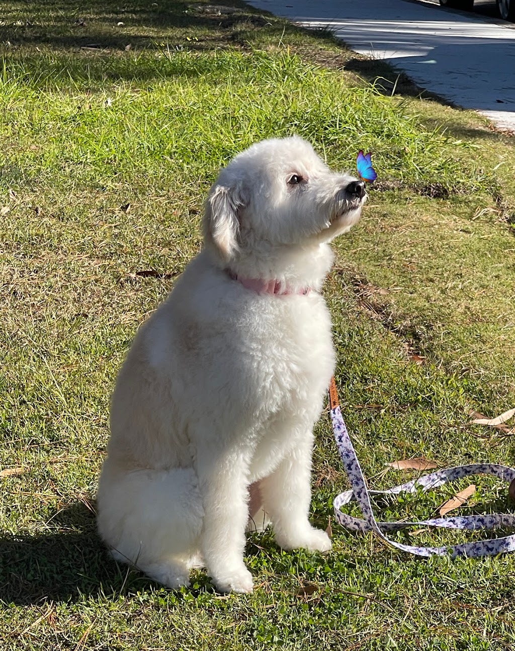Happy Go Puppy - Grooming & More - Como | 6c Evans St, Como NSW 2226, Australia | Phone: 0410 108 501
